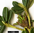 SpeciesSub: subsp. hypenanthum 'Annapurna'